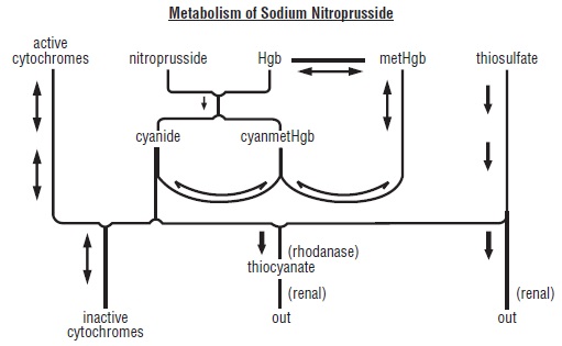 Metabolism of Sodium Nitroprusside